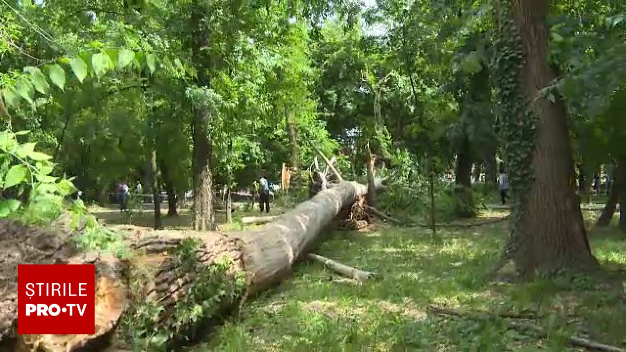 Tăierile de copaci, infracțiune? Proiectul ce schimbă legea silvică