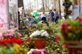Simfonia Lalelelor, la Pitești: Florari din toată România expun flori
