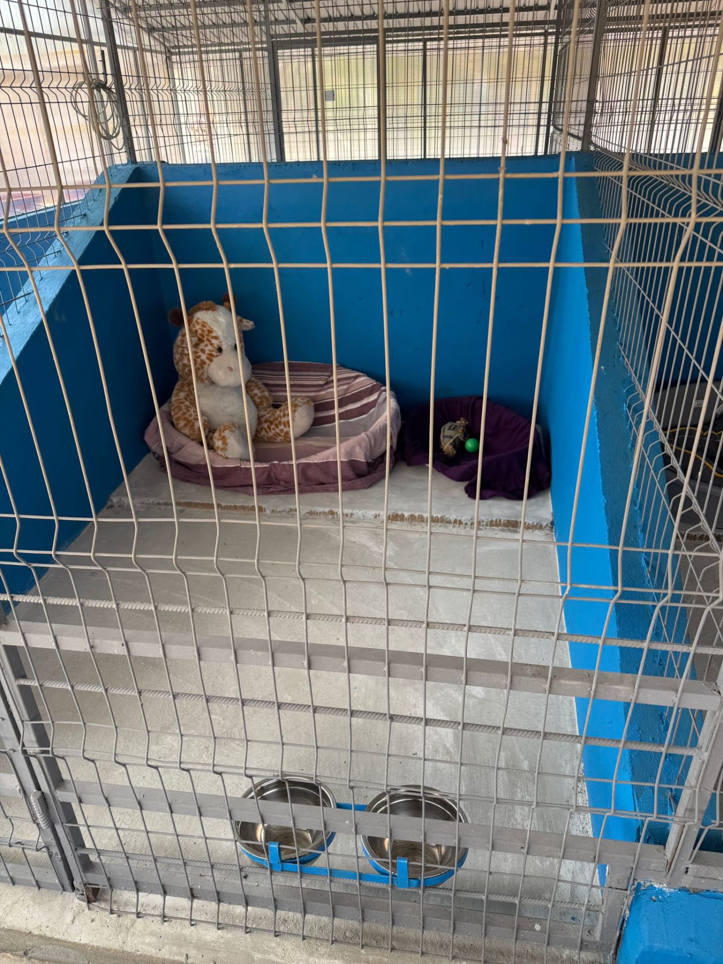 În Ilfov s-a deschis primul centru public de adopții pentru căței