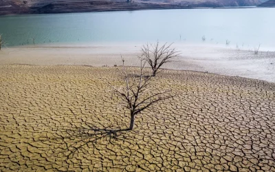 Smirna, o tradiție de la faraoni, pe cale de dispariție din cauza climei