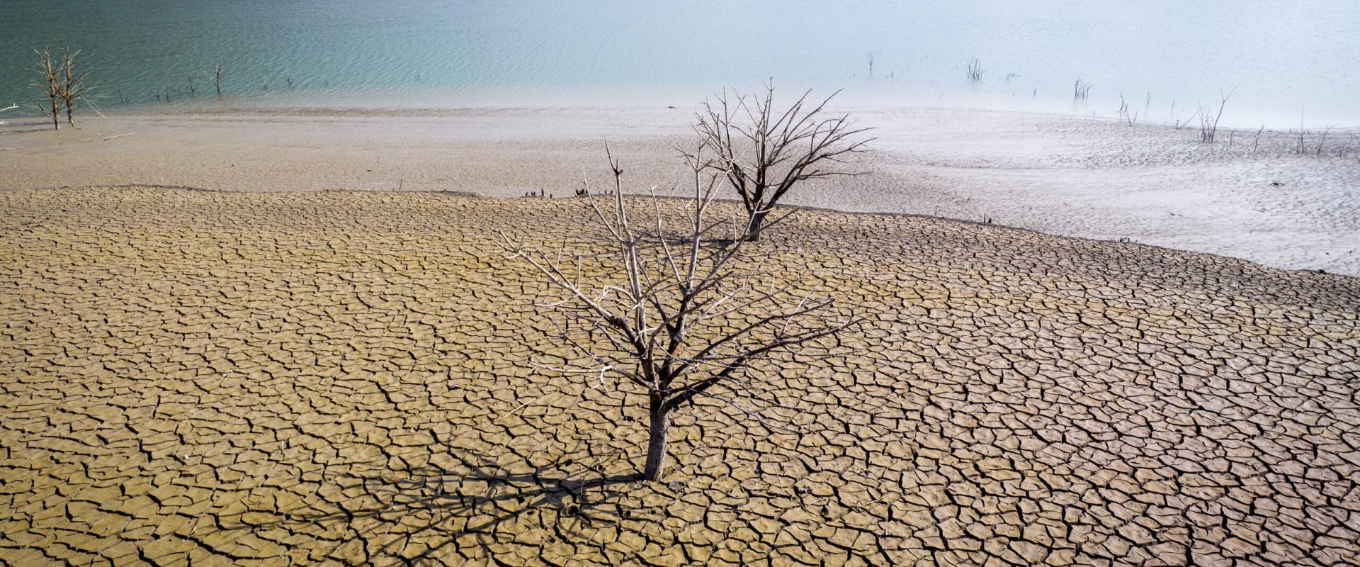 Smirna, comoara Africii, în pericol: Seceta ucide copacii parfumului de lux