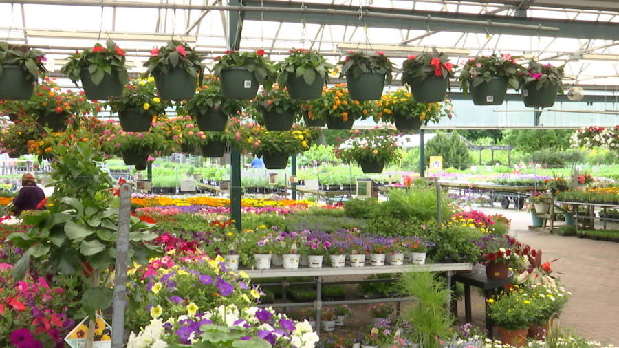 Grădinarii, alarmați: Gerul surprinde culturile timpurii în România