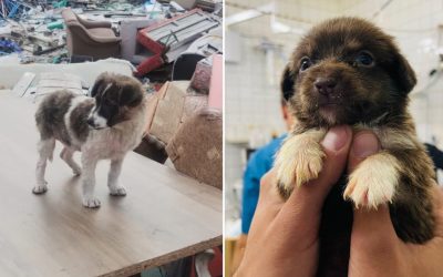 A.S.P.A.: Peste 600 de câini abandonați pe străzile din București, în primele luni