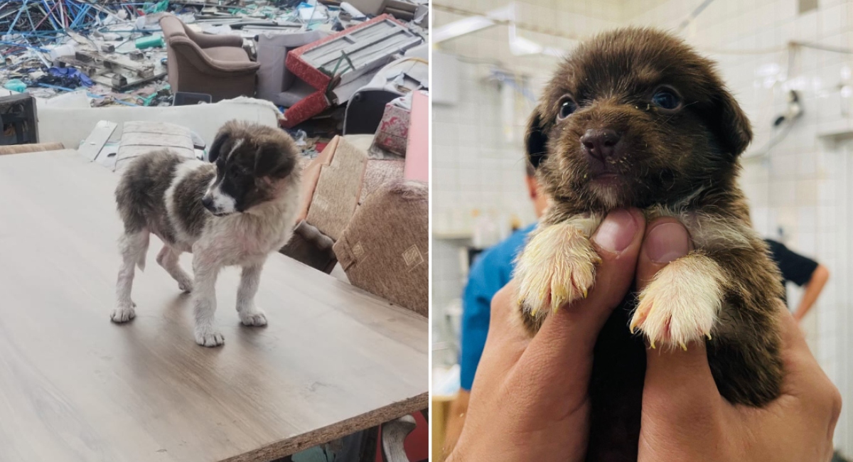 A.S.P.A.: Peste 600 de câini abandonați pe străzile din București, în primele luni