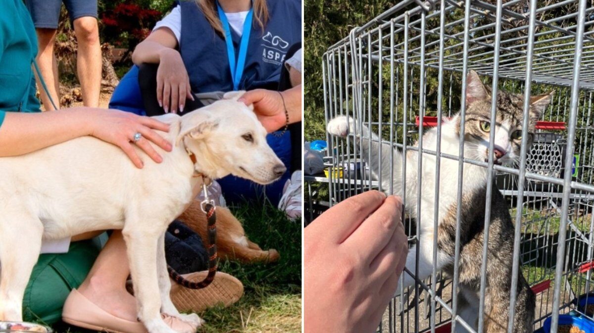 Autoritatea pentru Supravegherea și Protecția Animalelor (ASPA) București anunță următorul târg de adopții de căței și pisici la finalul lui aprilie
