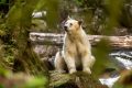 ‘You want to cry’: Photographer’s rare access to Canada’s mysterious spirit bears