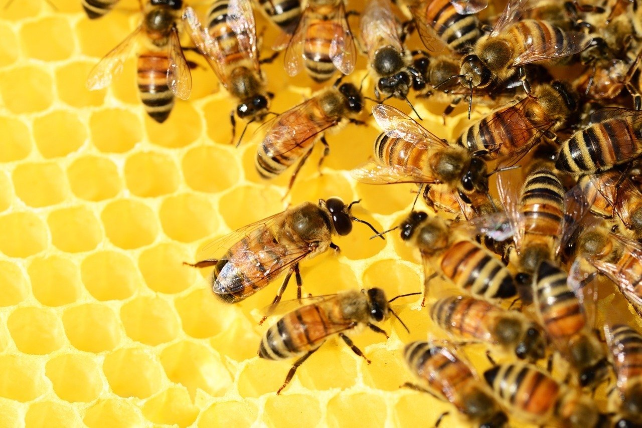Albinele și alte insecte dispar: Ce se întâmplă cu viața pe Pământ?
