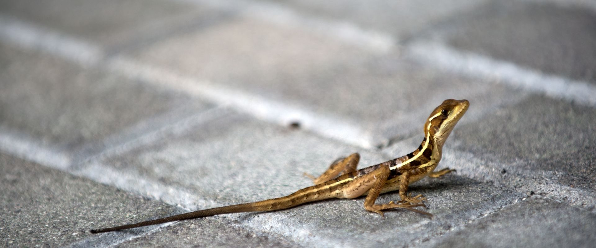 Animalele sălbatice, strategii ULUITOARE de supraviețuire în mediul urban