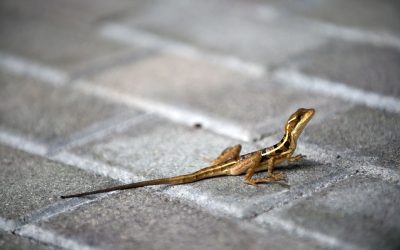 Animalele sălbatice, strategii ULUITOARE de supraviețuire în mediul urban