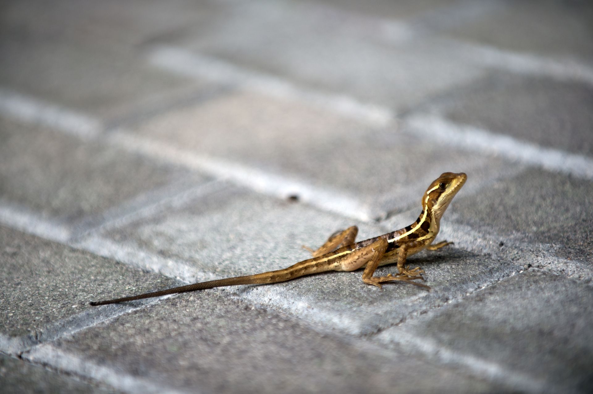 Animalele sălbatice, strategii ULUITOARE de supraviețuire în mediul urban