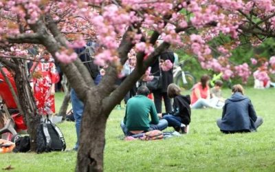 În România, un obicei străvechi din Japonia cucerește inima oamenilor