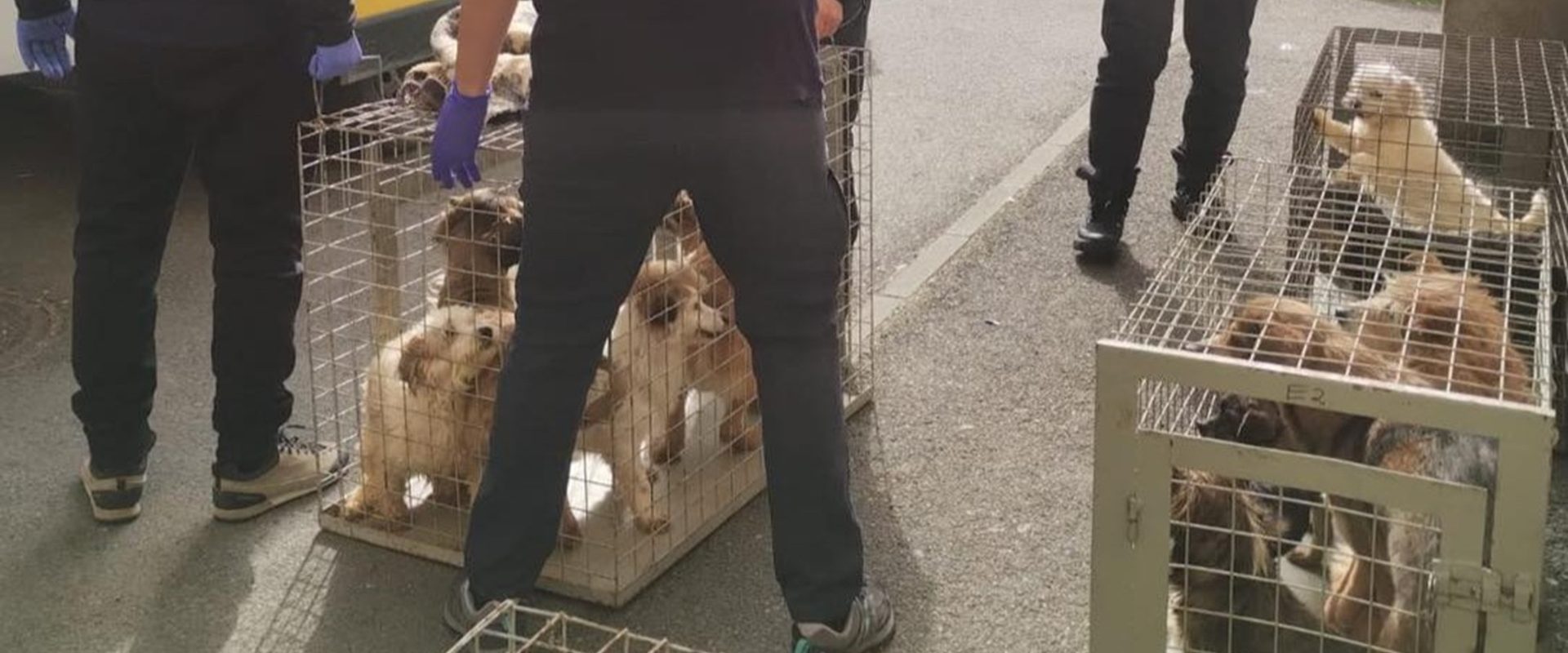 Zeci de câini salvați de la moarte în Sectorul 4: Trăiau în mizerie