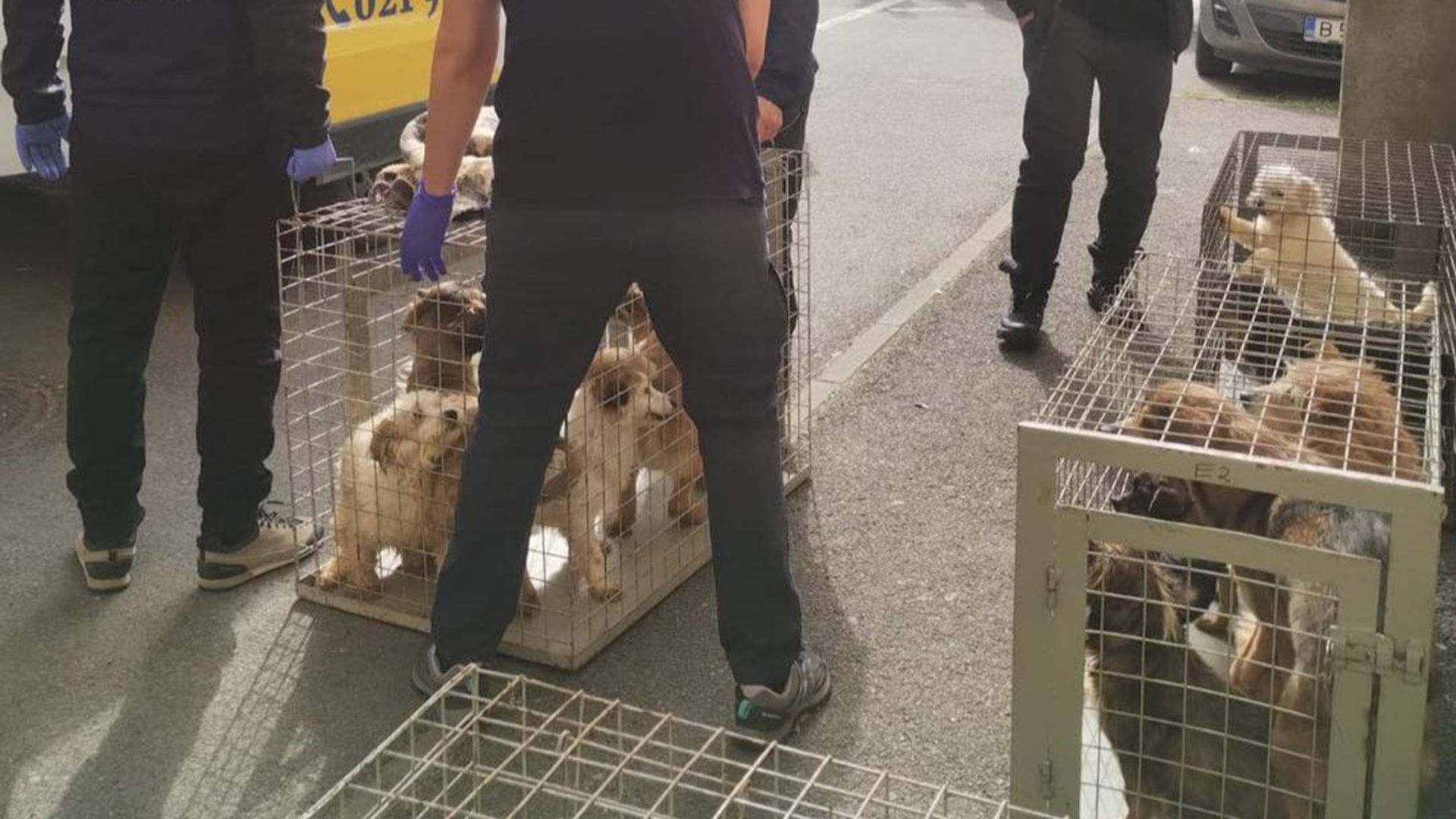 Zeci de câini salvați de la moarte în Sectorul 4: Trăiau în mizerie