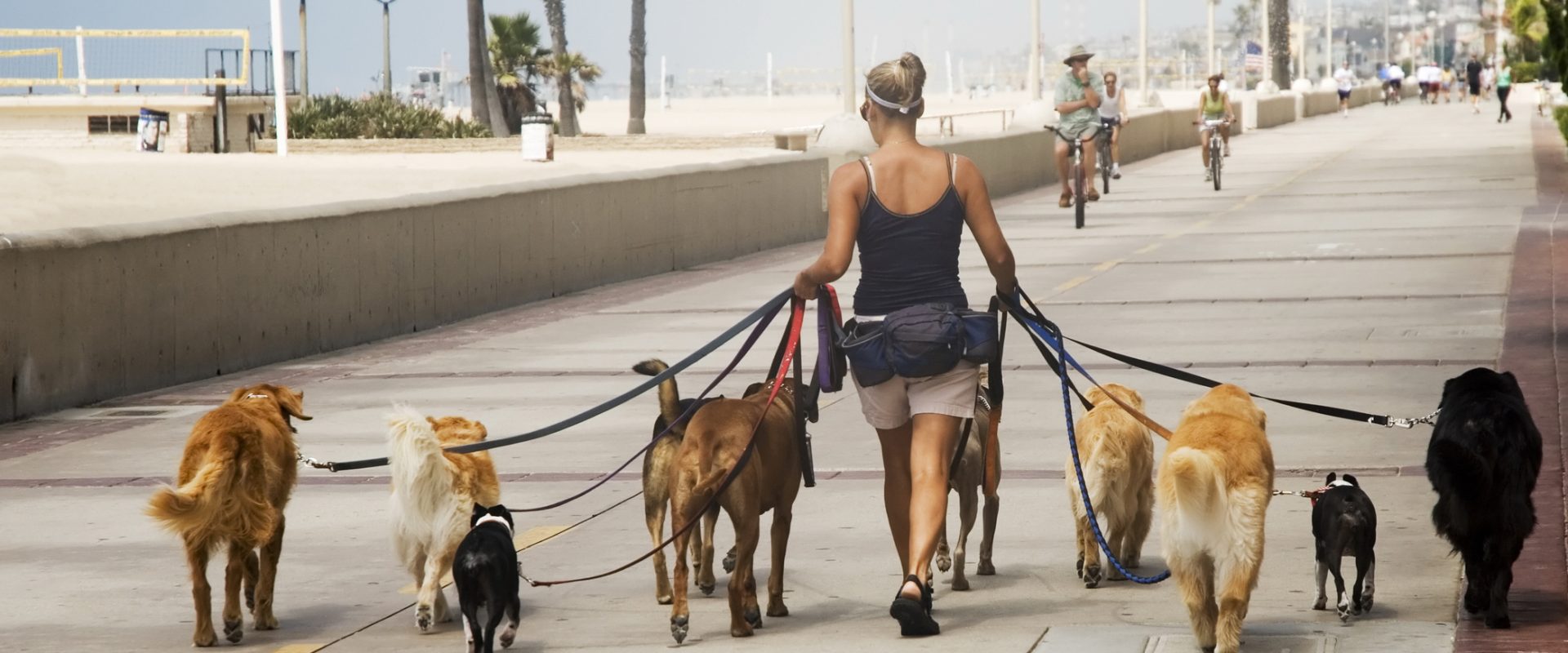 Câțiți ore pot ține zăvoziți câinii? Noile reguli, sub lupa autorităților