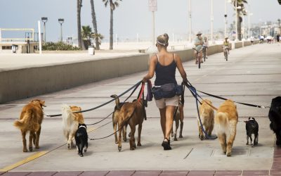 Câțiți ore pot ține zăvoziți câinii? Noile reguli, sub lupa autorităților