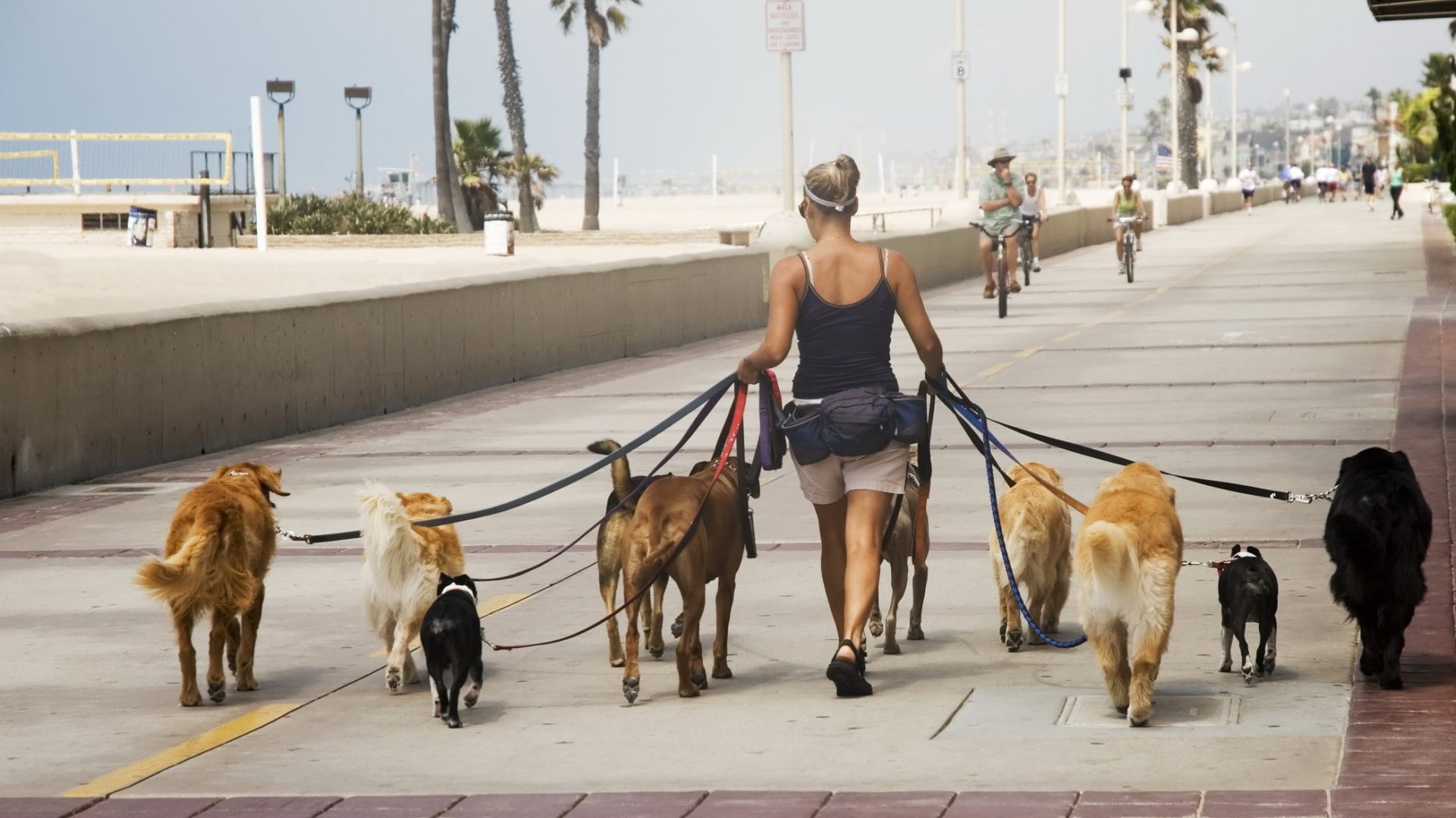 Câțiți ore pot ține zăvoziți câinii? Noile reguli, sub lupa autorităților