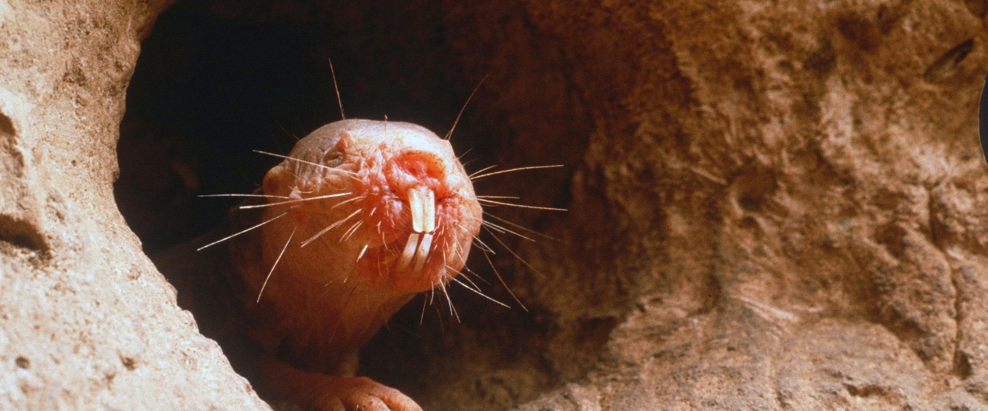 Care animal simte cu dinții? Testul de cultură generală care te pune pe gânduri