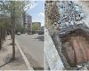 FOTO: București, Sectorul 4, revoltă pe trotuare. 1,6 mil. Euro pentru arbori plantați greșit