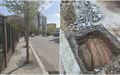 FOTO: București, Sectorul 4, revoltă pe trotuare. 1,6 mil. Euro pentru arbori plantați greșit