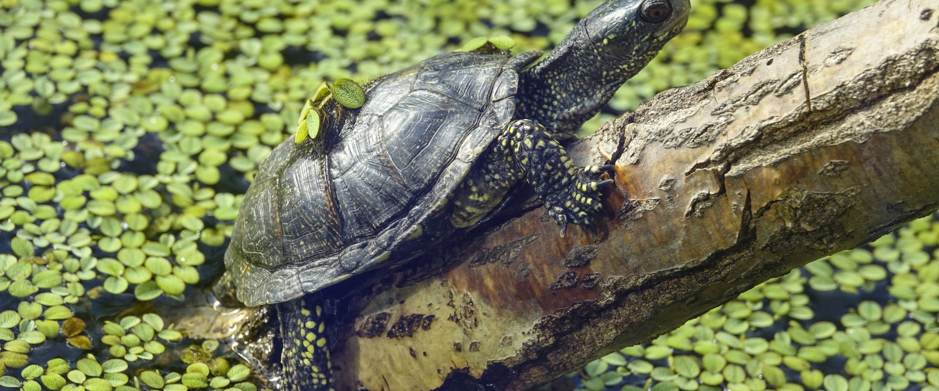 Neanderthalienii din Germania: Copiii vânau țestoase, dar nu pentru hrană