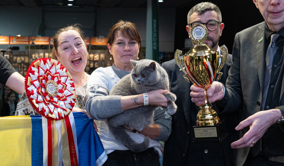 Ursoaica de Bucovina cucerește Europa: Cea mai frumoasă pisică, din România