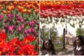 Lalele înflăcărate la Timișoara: 120.000 de flori atrag turiști din România