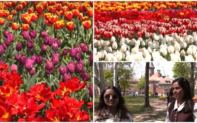 Lalele înflăcărate la Timișoara: 120.000 de flori atrag turiști din România