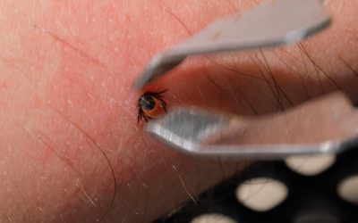 Atenție, vin CĂPUȘELE: Ce sfătuiesc experții pentru protecție în România