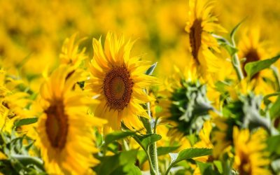 Record de producție la floarea soarelui: România, lider în UE!