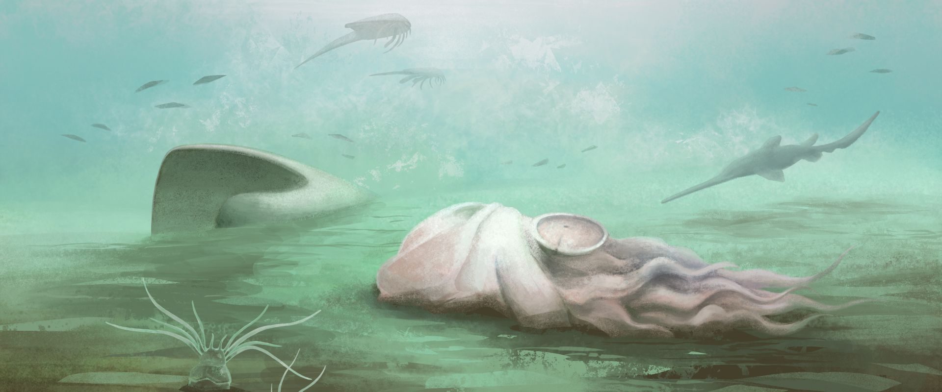 Fosila misterioasă: Nu e caracatiță, spun experții după scanări!