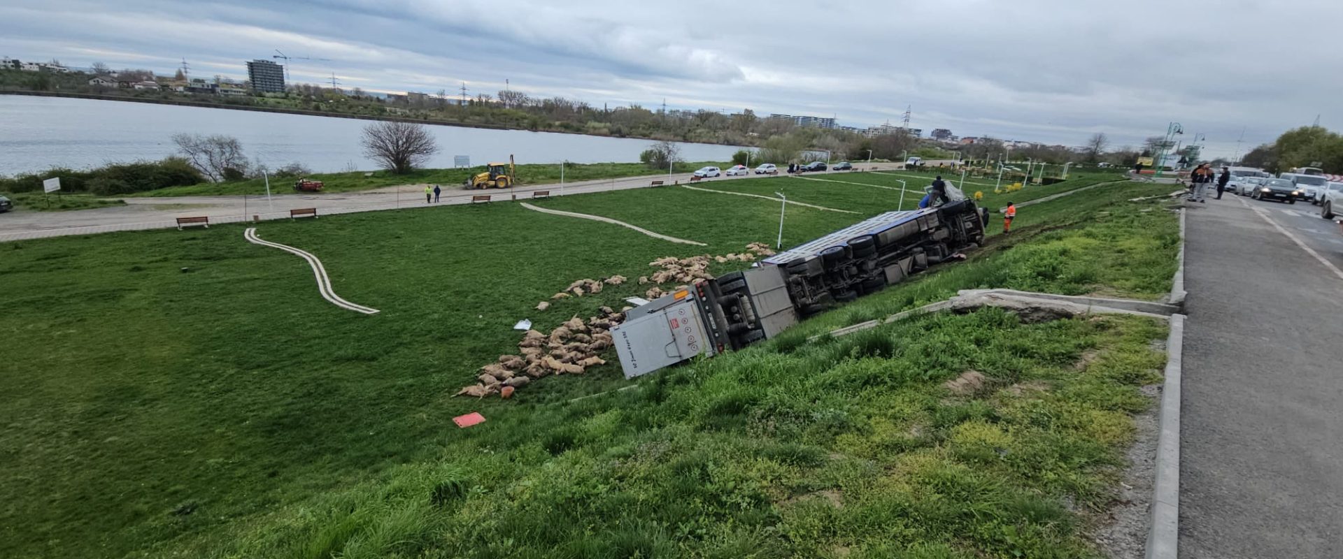 Camion cu oi răsturnat: 160 de animale au murit pe șosea