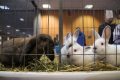 Iepurașii abandonați după Paște: Specialiștii avertizează, nu sunt jucării