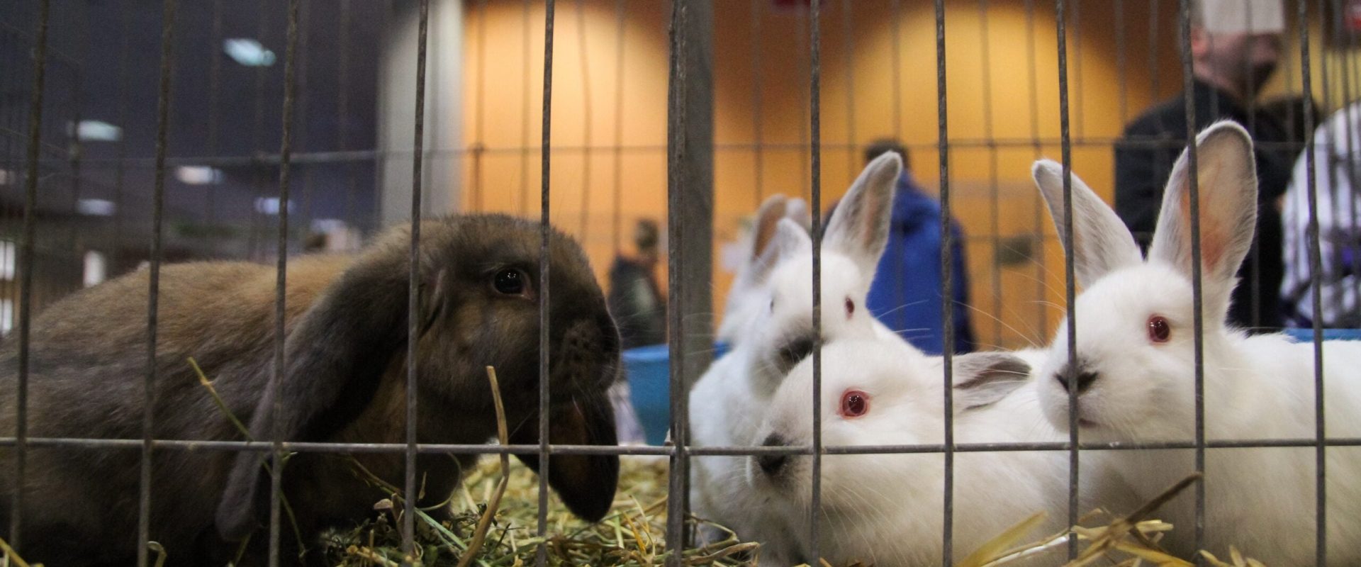 Iepurașii abandonați după Paște: Specialiștii avertizează, nu sunt jucării