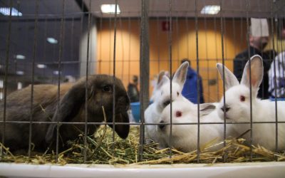 Iepurașii abandonați după Paște: Specialiștii avertizează, nu sunt jucării