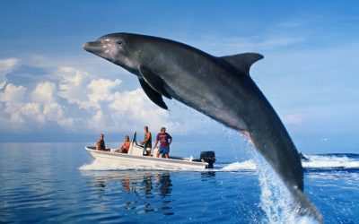 Delfini eșuați pe litoralul CONSTANȚEI: 23 de vieți pierdute în ultimele zile. Ce se întâmplă