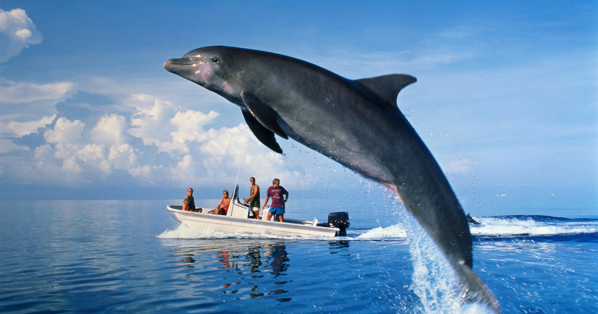 Delfini eșuați pe litoralul CONSTANȚEI: 23 de vieți pierdute în ultimele zile. Ce se întâmplă