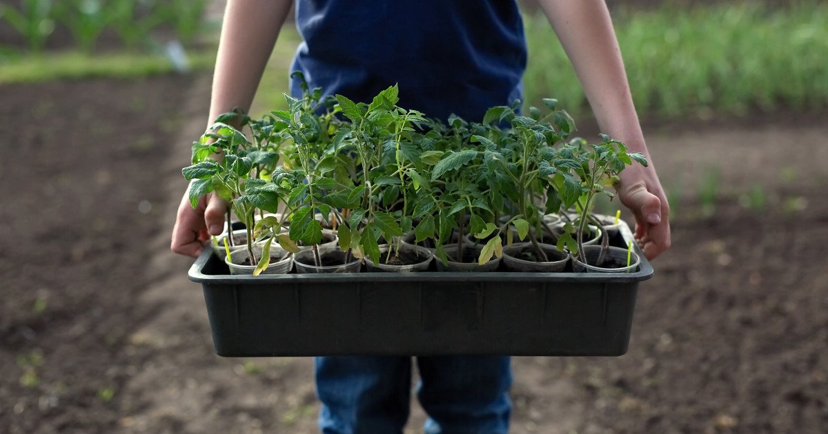 Roșiile, vedete în grădini: Soiurile „care nu te muncesc degeaba”