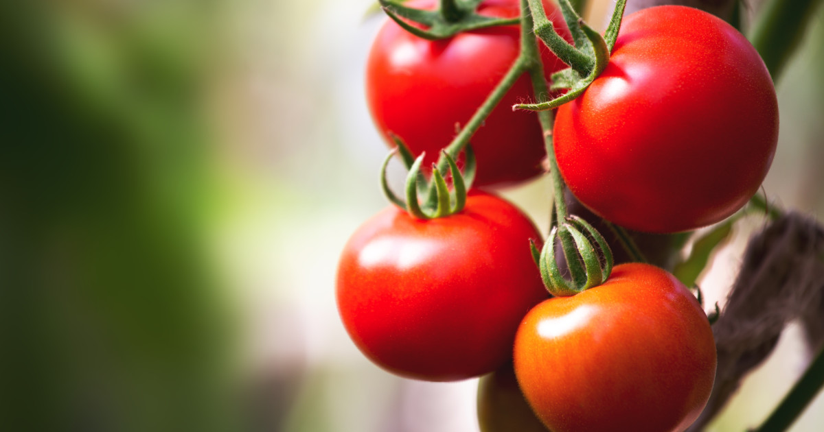 Roșiile de Olt ajung la un preț exorbitant: 42 de lei pe kilogram în plină iarnă Producătorii de tomate din județul Olt care au reușit să își înceapă recolta încă din luna martie vând roșiile cu prețuri care sfidează bugetul cumpărătorilor