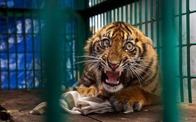 Panică la circ în Rusia: Tigru scăpat în tribune, dresorii, depășiți de situație