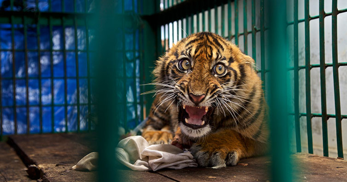 Panică la circ în Rusia: Tigru scăpat în tribune, dresorii, depășiți de situație