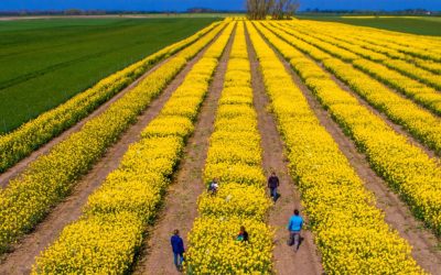 SUA-Iran: Criza inflamează prețurile, România nu riscă penurie, zice CEZAR GHEORGHE