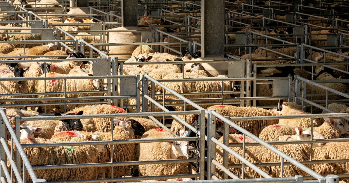 ALGERIA vrea să importe un milion de oi din România, inclusiv carne, în 2027 București – O veste bună pentru crescătorii de ovine din România: ALGERIA și-a exprimat oficial intenția de a importa peste un milion de oi în 2027