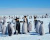 Pinguinul Imperial, pasărea emblematică a Antarcticii, pe cale de dispariție