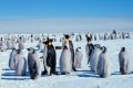 Pinguinul Imperial, pasărea emblematică a Antarcticii, pe cale de dispariție