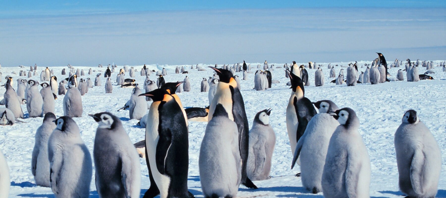 Pinguinul Imperial, pasărea emblematică a Antarcticii, pe cale de dispariție