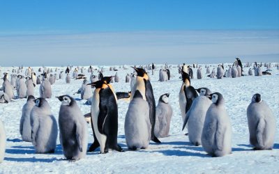 Pinguinul Imperial, pasărea emblematică a Antarcticii, pe cale de dispariție