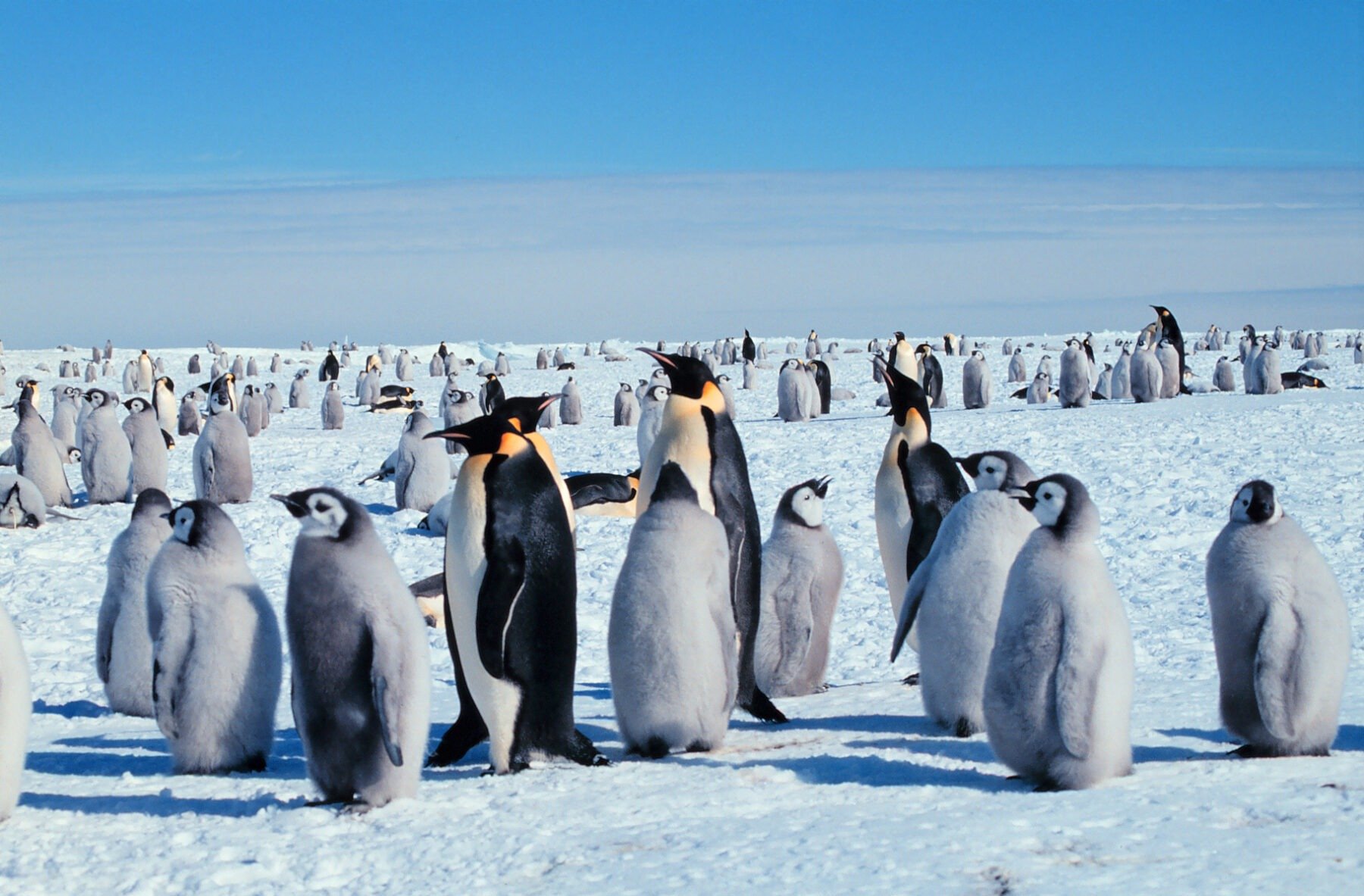 Pinguinul Imperial, o specie emblematică a Antarcticii, a fost inclusă pe lista speciilor „în pericol de dispariție” de către Uniunea Internațională pentru Conservarea Naturii (IUCN)