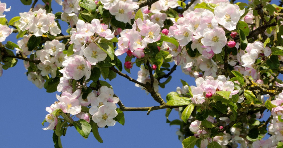 Prognoza meteo de Paște: Cum va fi vremea în România Administrația Națională de Meteorologie (ANM) a publicat prognoza meteo pentru următoarele două săptămâni, oferind o perspectivă asupra vremii pe care o vom avea în perioada sărbătorilor pascale