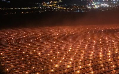 Pomicultor, foc la 40.000 de euro ca să salveze cireșele. De ce sunt scumpe