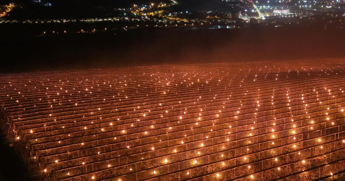 Pomicultor, foc la 40.000 de euro ca să salveze cireșele. De ce sunt scumpe